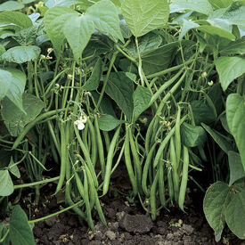 Jameson, Bean Seeds